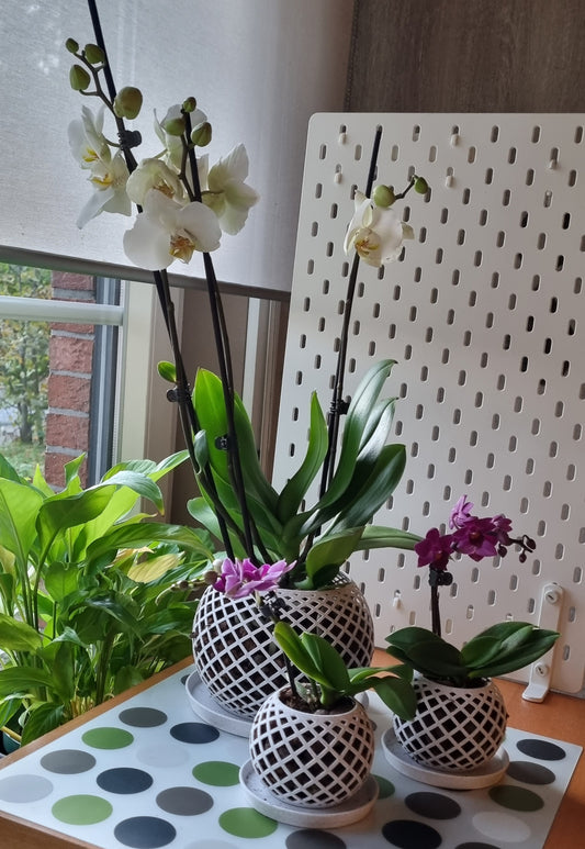 Orchidee Potje