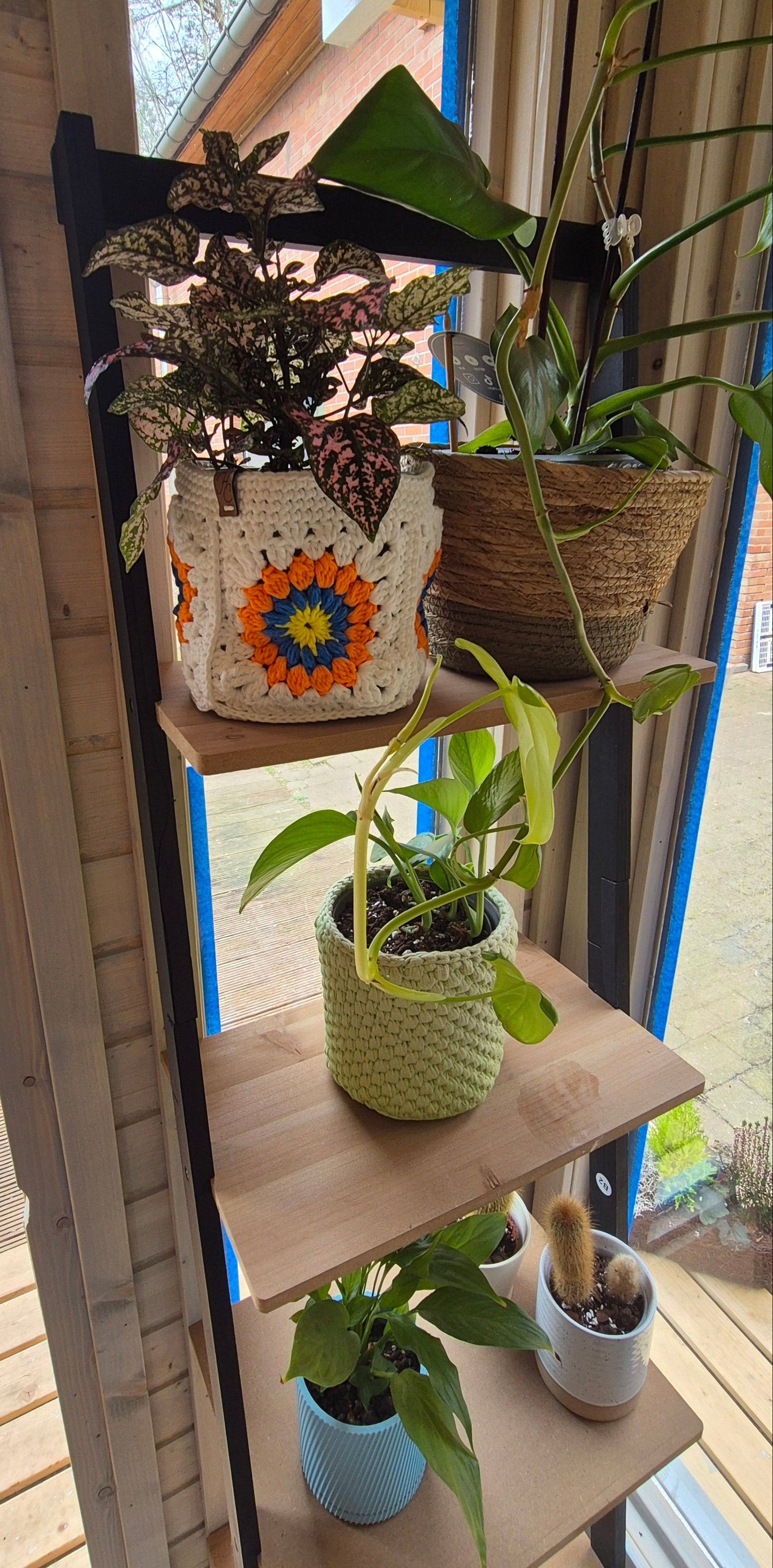 Bloempothoes of Mandje